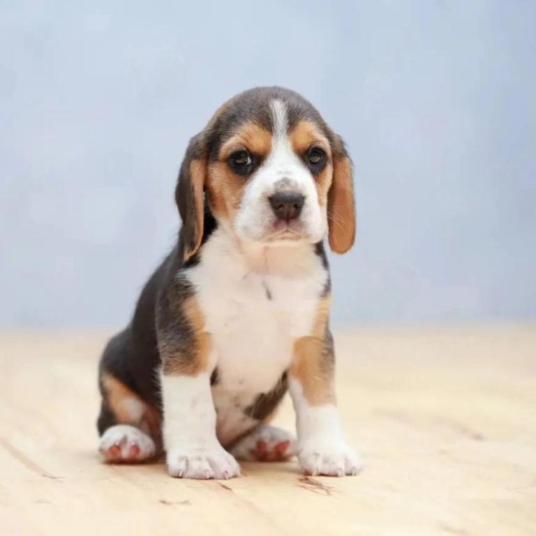 Raza Mediana archivos - Mascotas Pets Kennel