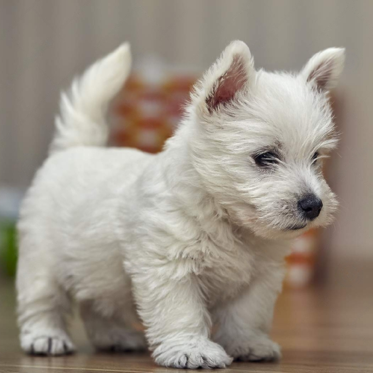 Spilla West Highland Terrier: Fermaglio Porta Numero Per - Foto 3